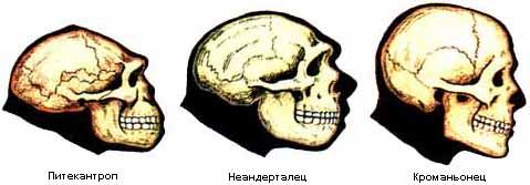 : : : : : D:\03. \01. .  \01.  \Doponitelnye_faily-2\Problema_proishojdenia_cheloveka.files\homo.jpg