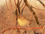 Chiffchaff