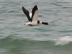 Common Shelduck