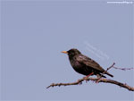 Common Starling