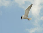 Common Tern