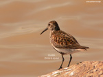 Dunlin