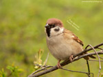 Tree Sparrow