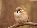 Tree Sparrow