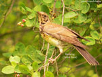 Fieldfare