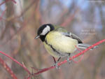 Great Tit