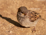 House Sparrow