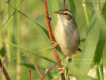 Sedge Warbler