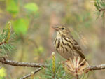 Tree Pipit