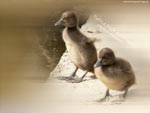 Tufted Duck