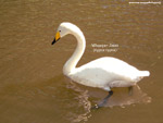 Whooper Swan