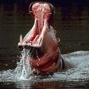  ,         ,   ,   -    (   hippopotamus-amphibius.com).